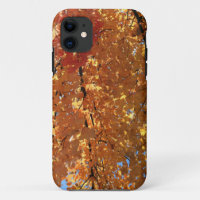 Autumn Maple Leaves