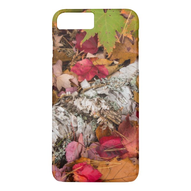Autumn Maple Leaves Cover Birch Bark On Forest (Back)