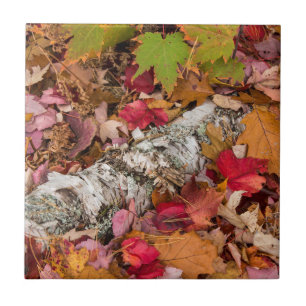 Autumn Maple Leaves Cover Birch Bark On Forest Tile