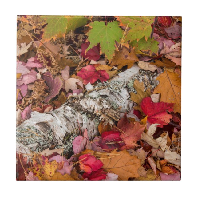 Autumn Maple Leaves Cover Birch Bark On Forest Tile (Front)