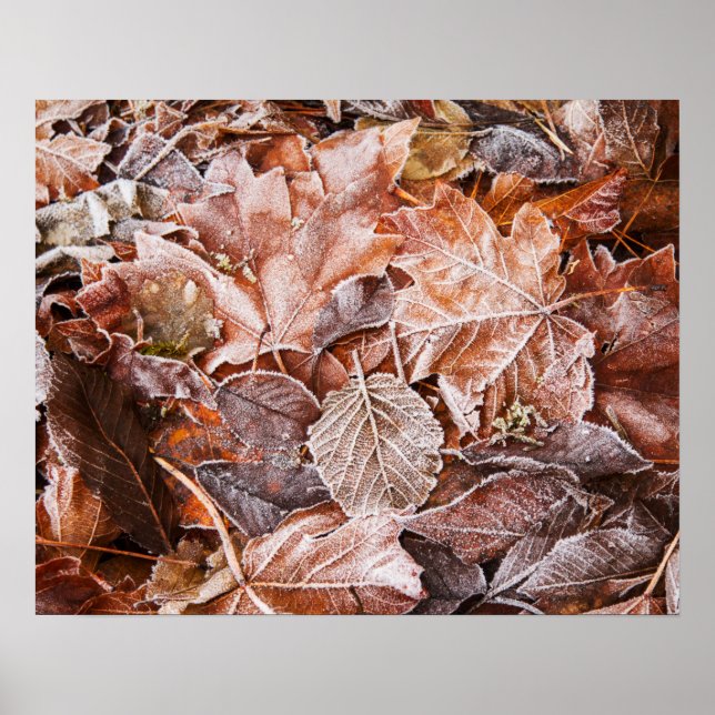 Autumn Maple Leaves Poster Paper (Matte) (Front)