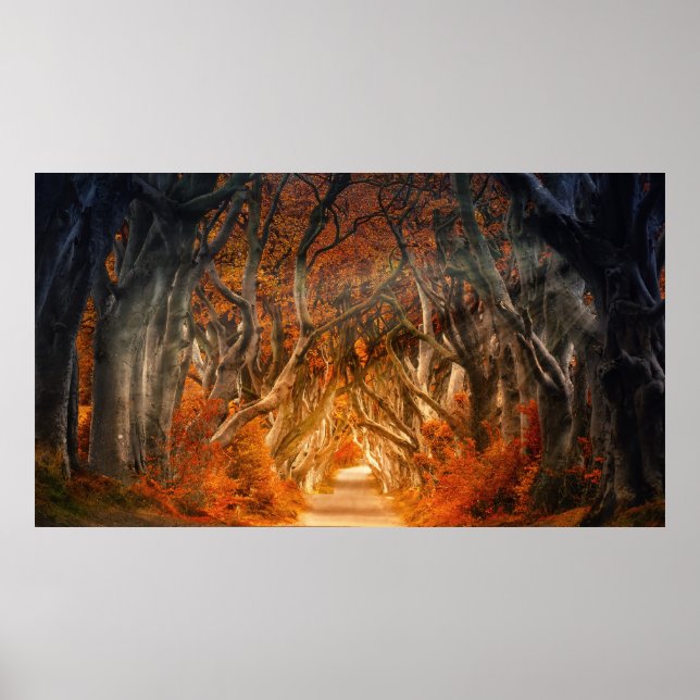 Autumn maple tree forest fall woods foliage poster (Front)