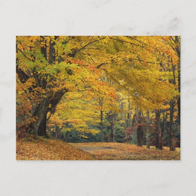 Autumn maple tree overhanging country lane, postcard (Front)