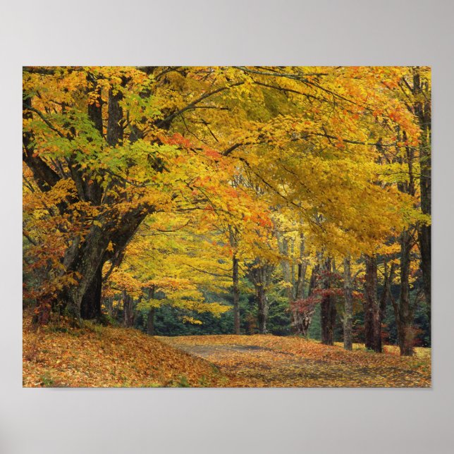 Autumn maple tree overhanging country lane, poster (Front)