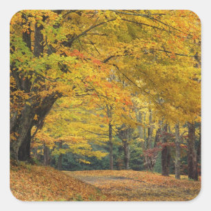 Autumn maple tree overhanging country lane, square sticker
