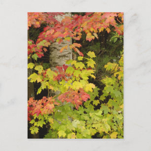 Autumn maple trees and birch tree, White Postcard