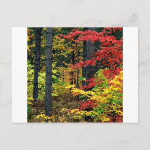 Autumn Michigan Postcard