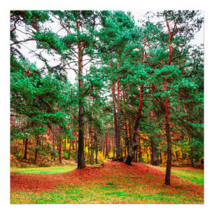 Autumn mixed forest photo print
