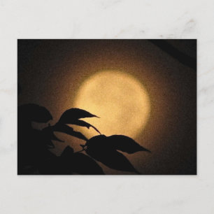 Autumn Moon Postcard