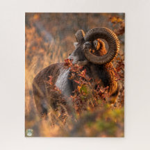 Autumn Mouflon in Golden Light
