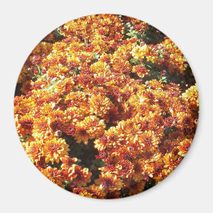 Autumn Mums Magnet