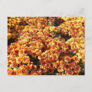 Autumn Mums Postcard