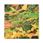 Autumn Oak Leaves Magnet