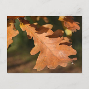 Autumn Oak Leaves Postcard