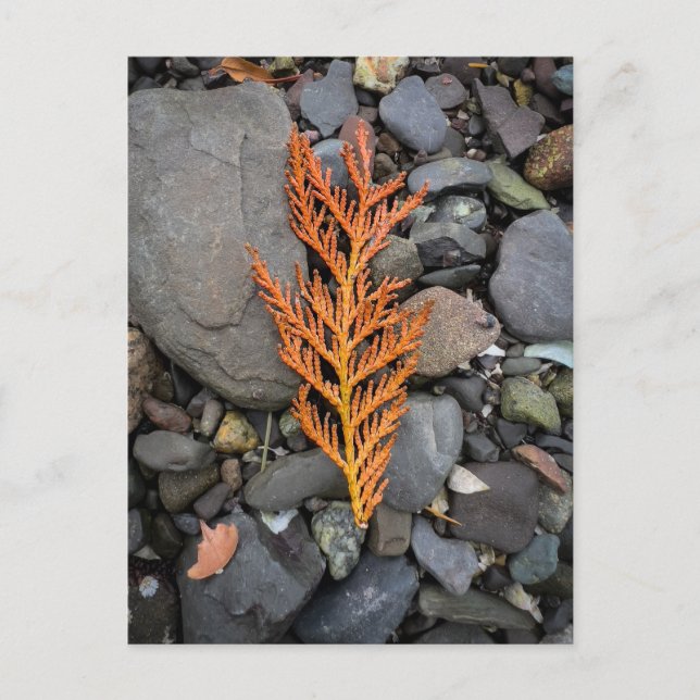 Autumn on the Rocks Postcard (Front)