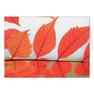 Autumn Orange Leaves