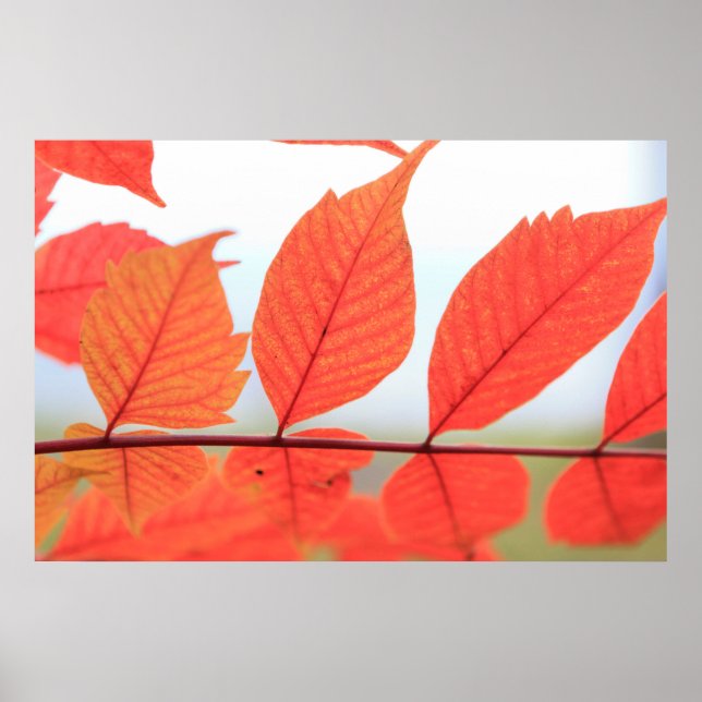 Autumn Orange Leaves Poster (Front)