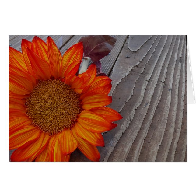 Autumn Orange Sunflower Blossom (Front Horizontal)