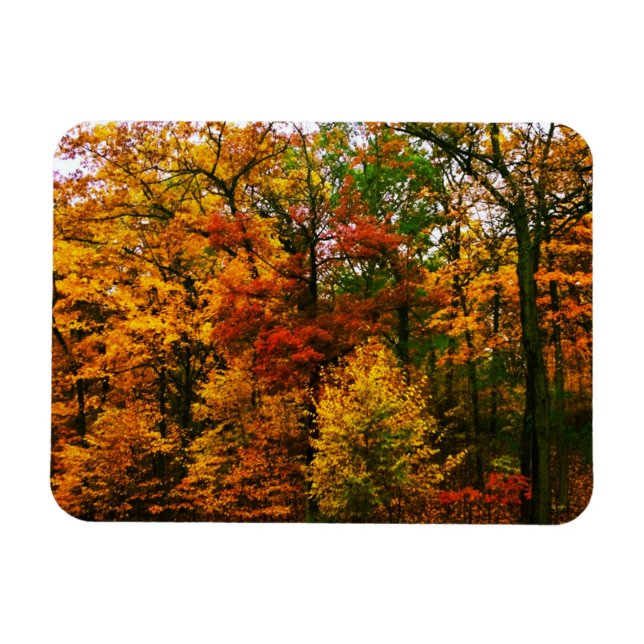 Autumn Orange Trees Magnet (Horizontal)