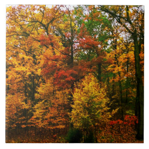 Autumn Orange Trees Tile