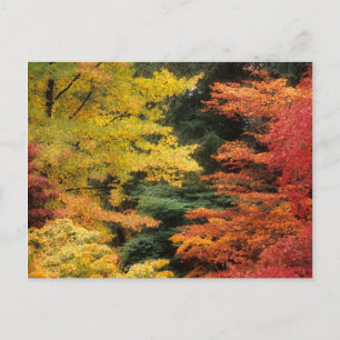 Autumn Palette Postcard
