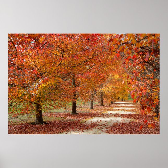 Autumn Pathway Poster (Front)
