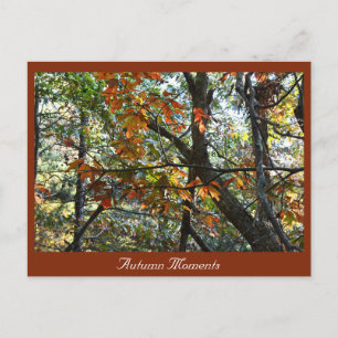 Autumn Photo Postcard