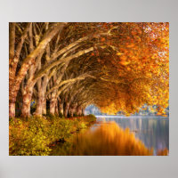 Autumn Plane Trees Over a Lake