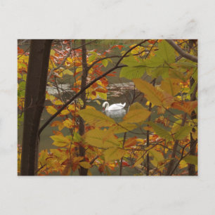 Autumn Pond with Swan Postcard