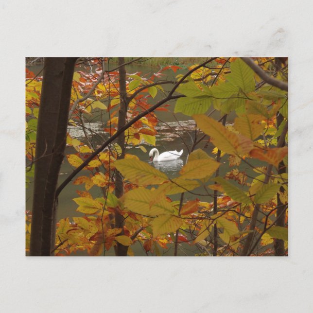 Autumn Pond with Swan Postcard (Front)