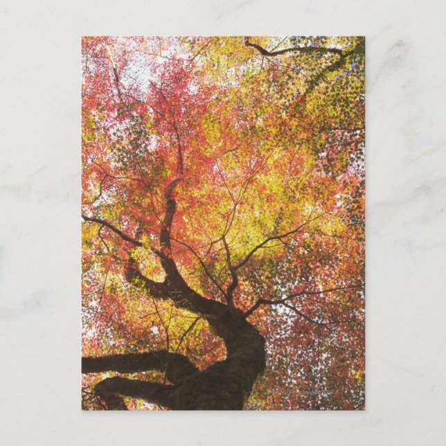 Autumn Postcard (Front)