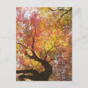 Autumn Postcard