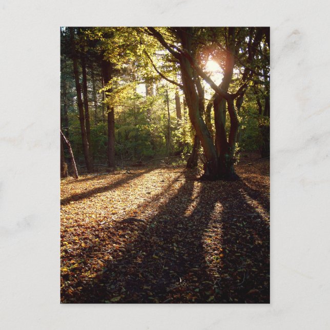 Autumn | postcard (Front)