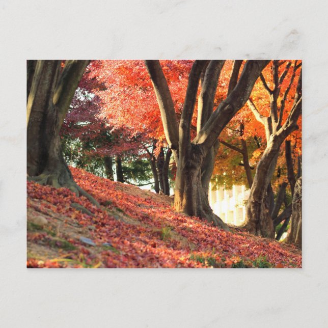 Autumn Postcard (Front)