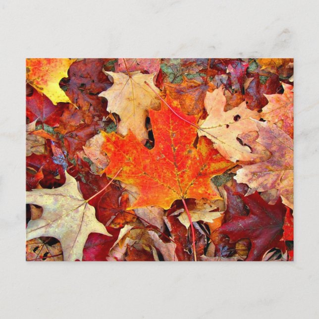 Autumn Postcard (Front)