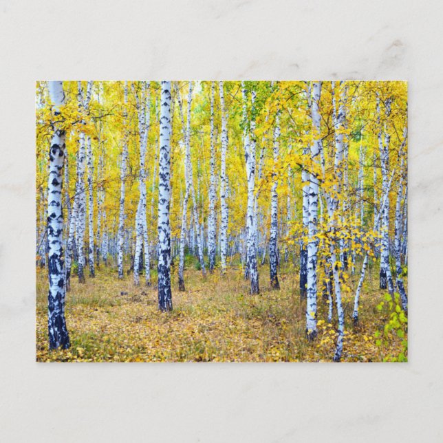 Autumn Postcard (Front)