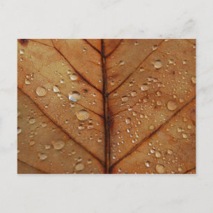 Autumn Postcard