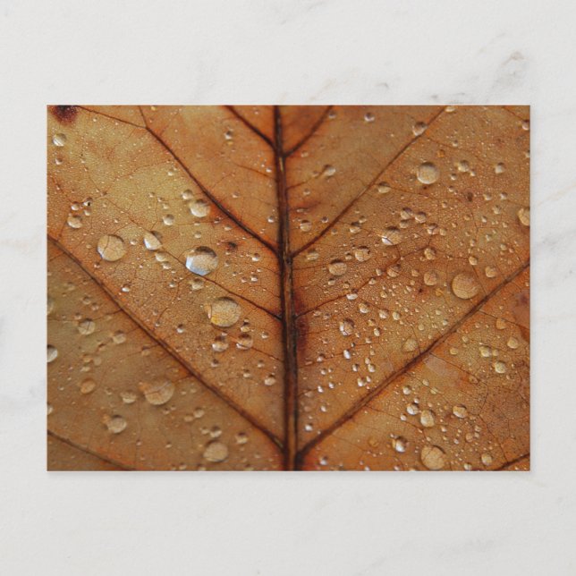 Autumn Postcard (Front)