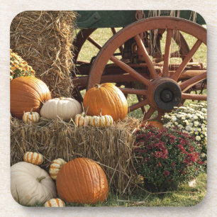 Autumn Pumpkins And Mum Display Coaster
