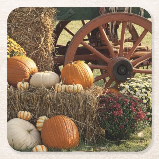 Autumn Pumpkins And Mum Display Square Paper Coaster (Front)