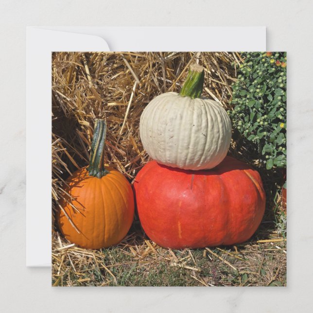 Autumn pumpkins holiday card (Front)