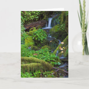 Autumn Rainforest Olympic National Park Card