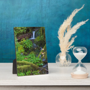 Autumn Rainforest Olympic National Park Plaque