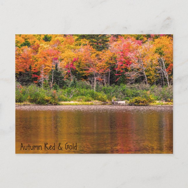 Autumn Red & Gold Postcard (Front)