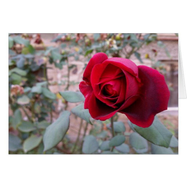 Autumn red rose (Front Horizontal)