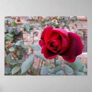 Autumn red rose poster