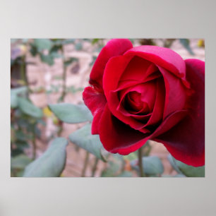 Autumn red rose poster