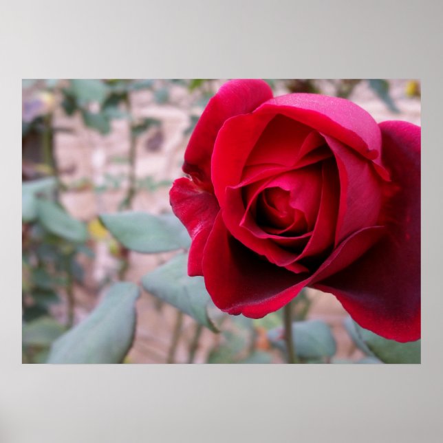 Autumn red rose poster (Front)