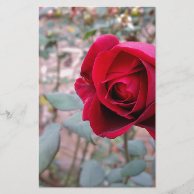 Autumn red rose stationery (Front)