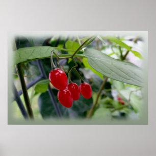 Autumn red spots poster